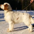 Clumber Spaniel