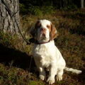 Clumber Spaniel