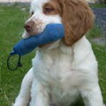 Clumber Spaniel