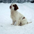 Clumber Spaniel
