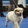Clumber Spaniel