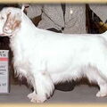 Clumber Spaniel