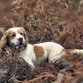Clumber Spaniel