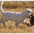 Clumber Spaniel