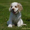 Clumber Spaniel