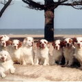 Clumber Spaniel