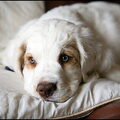 Clumber Spaniel