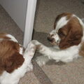 Welsh Springer Spaniel