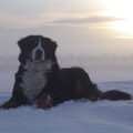 Berner Sennenhond