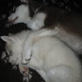 Siberian Husky