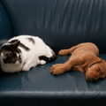 Dorus en de katten