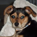 Dwergpinscher