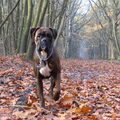 Boxer