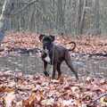 Boxer