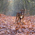 Boxer