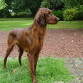 Ierse Setter