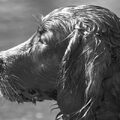 Ierse Setter