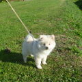 Keeshond, Klein
