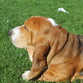 Basset Hound