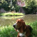 Basset Hound