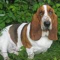 Basset Hound