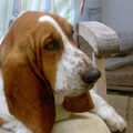 Basset Hound