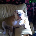 Old English Bulldog