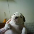 Old English Bulldog
