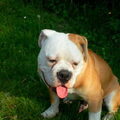 Old English Bulldog