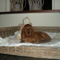 Ierse Setter