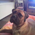 Bullmastiff