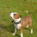 Staffordshire Bull Terrier