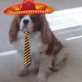 Cavalier King Charles Spaniel