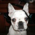 Franse Bulldog