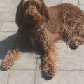Spinone Italiano