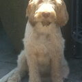 Spinone Italiano