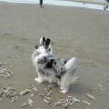 Sheltie