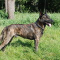 Hollandse Herdershond
