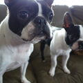 Boston Terrier