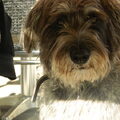 Schnauzer