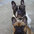 Franse Bulldog