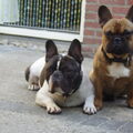 Franse Bulldog