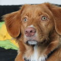 Nova Scotia Duck Tolling Retriever