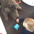 Pumi