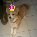 Welsh Corgi Pembroke