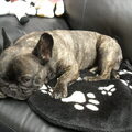 Franse Bulldog