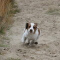 Kooikerhondje