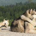 Alaskan Malamute