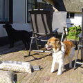 Kooikerhondje