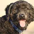 Labradoodle